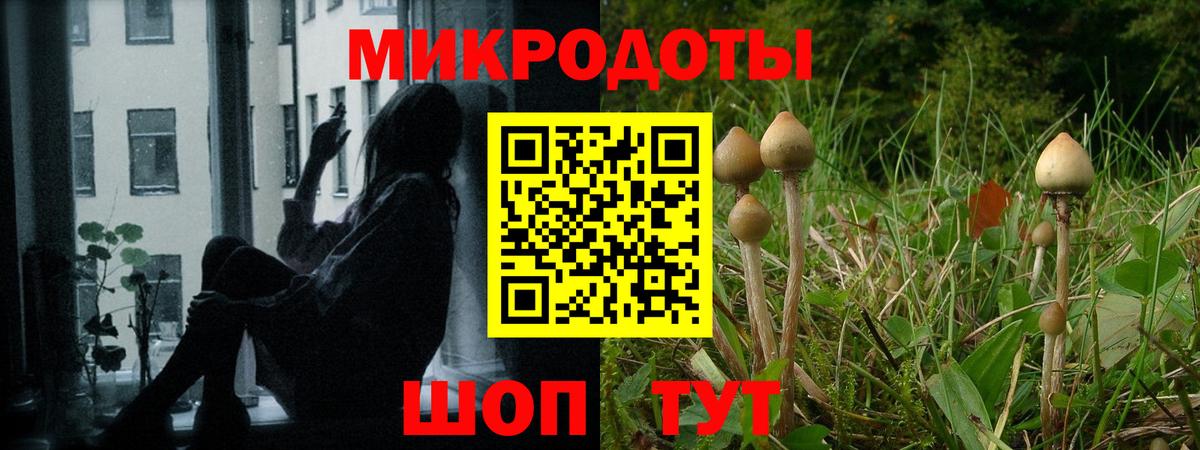 Галлюциногенные грибы Psilocybe Алатырь