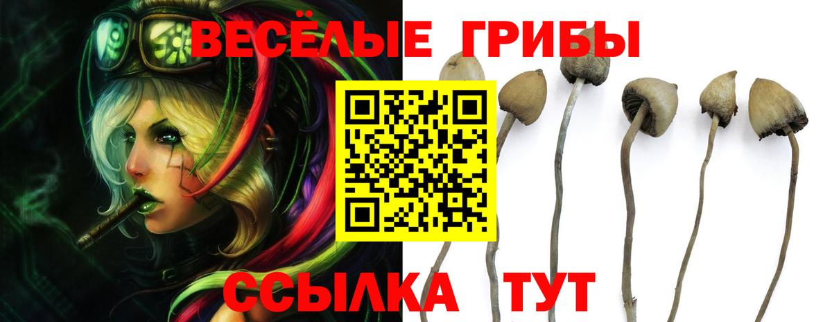 Галлюциногенные грибы Cubensis  Псилоцибиновые грибы GOLDEN TEACHER  Вход с VPN  Алатырь 